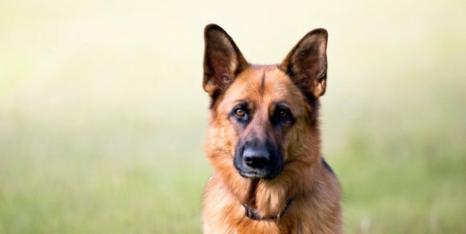 Celebrities React on Twitter to Terrible ‘A Dog’s Purpose’ Video