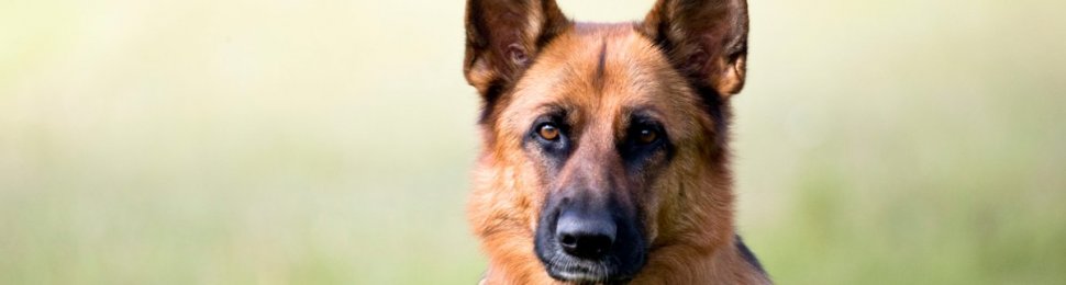 dogs, german shepherd