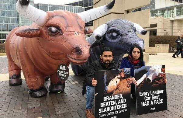 Two large inflatable 'bulls' and two people holding signs