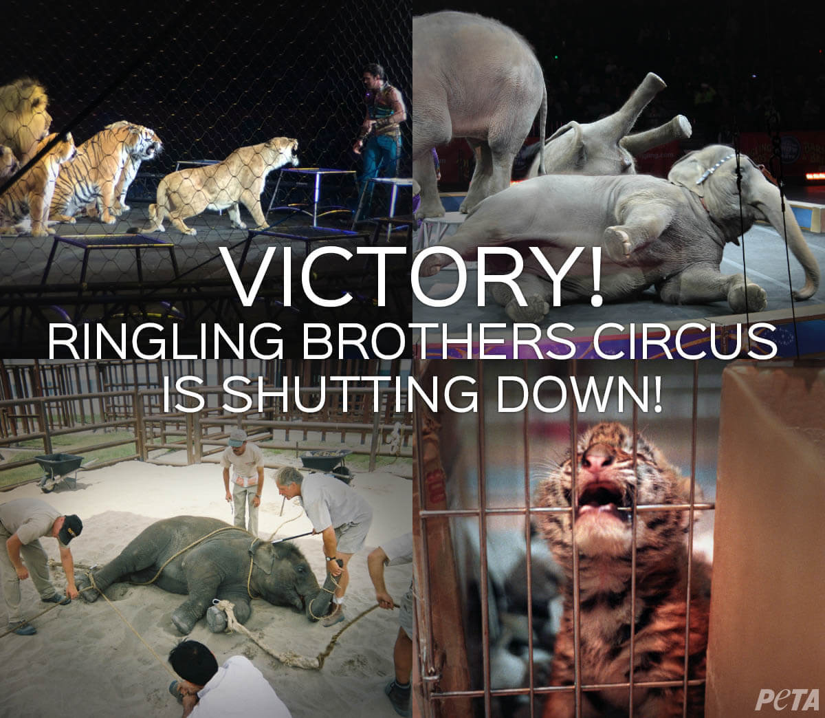 How PETA Took Down Circus Giant Ringling Bros. | PETA