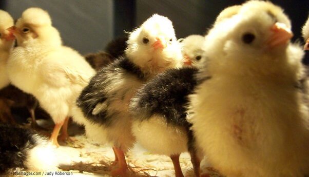 Chicken Hatching Program Uk