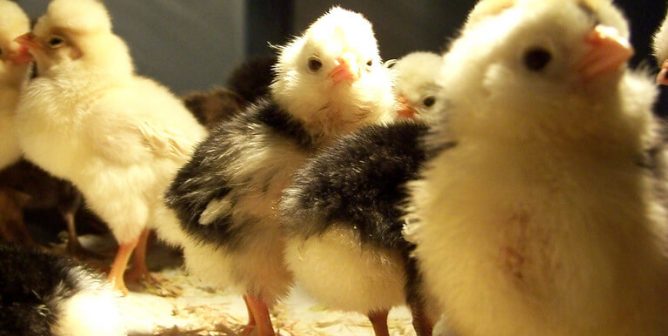 Considering Doing a Chick-Hatching Project? Please Don’t.