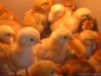 Video Shows Man Hatching Chicken In Open Egg. Here's What Experts Say