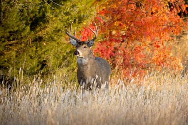 Deer Whitetail Buck