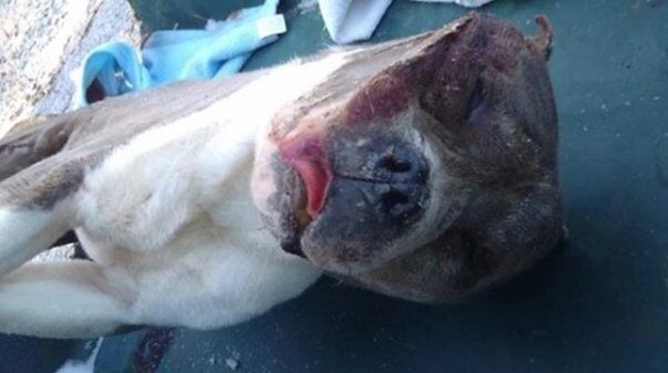 Clarksville Cruelty Case - Frozen Dog | PETA