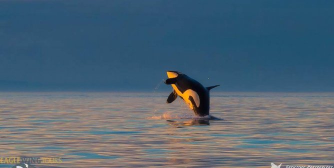 Southern Resident orca J2, known as Granny