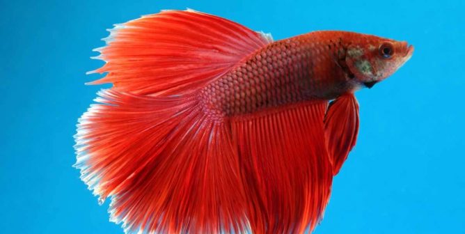 Red betta fish