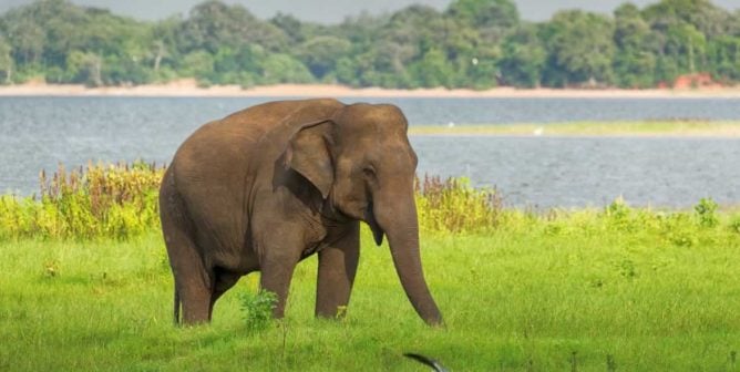 Asian elephant in the wild