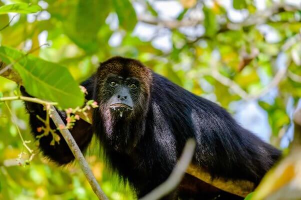 Black Howler Monkey