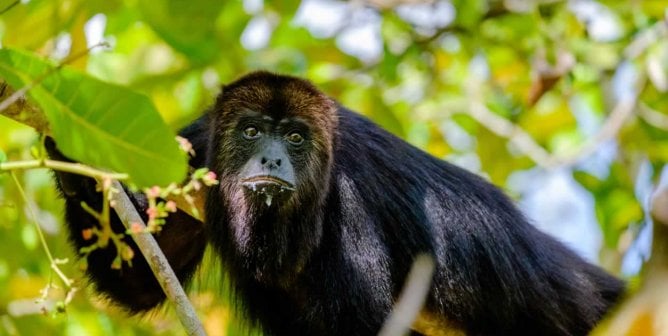 Black Howler Monkey