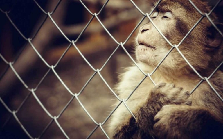 Sad monkey behind bars in zoo