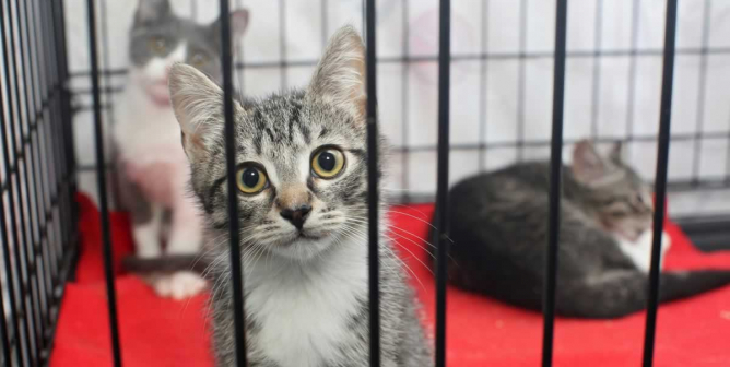Three gray-and-white cats in cage at shelter
