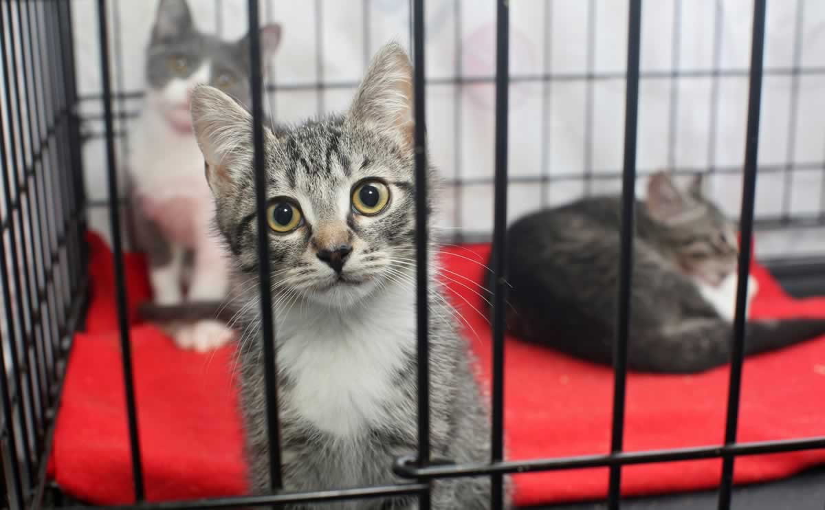 Three gray-and-white cats in cage at shelter