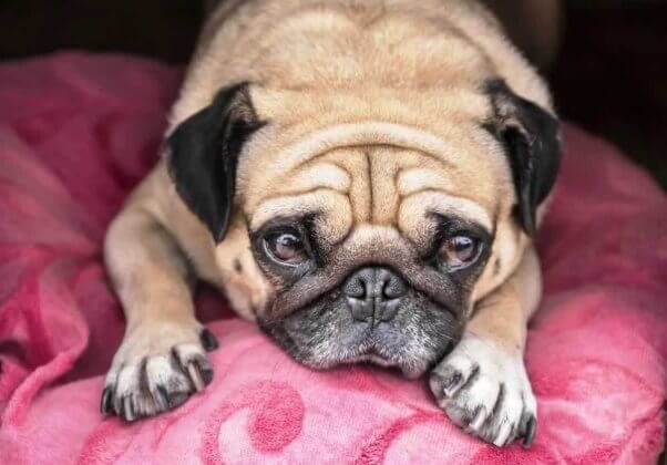 Sad-looking pug on pink blanket