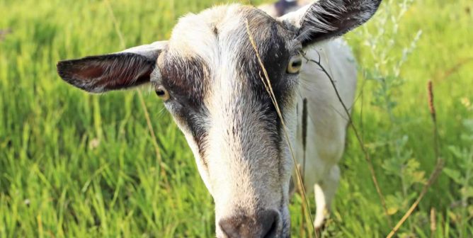 Close-up of goat in field looking into camera