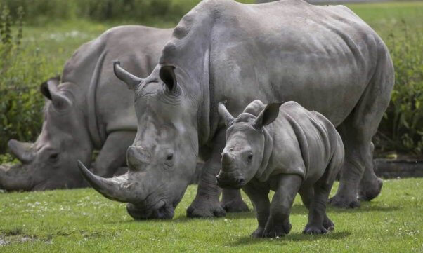 Family of rhinos in wild