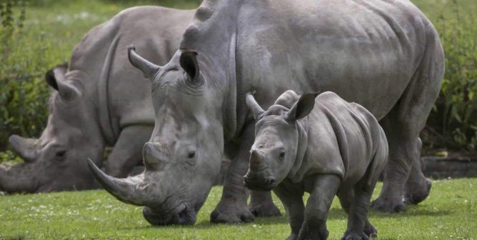 Family of rhinos in wild