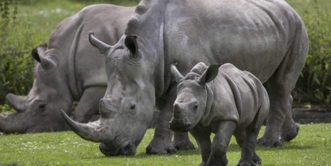 A Win for Animals! China Reinstates Ban on Rhino Horn and Tiger Bone