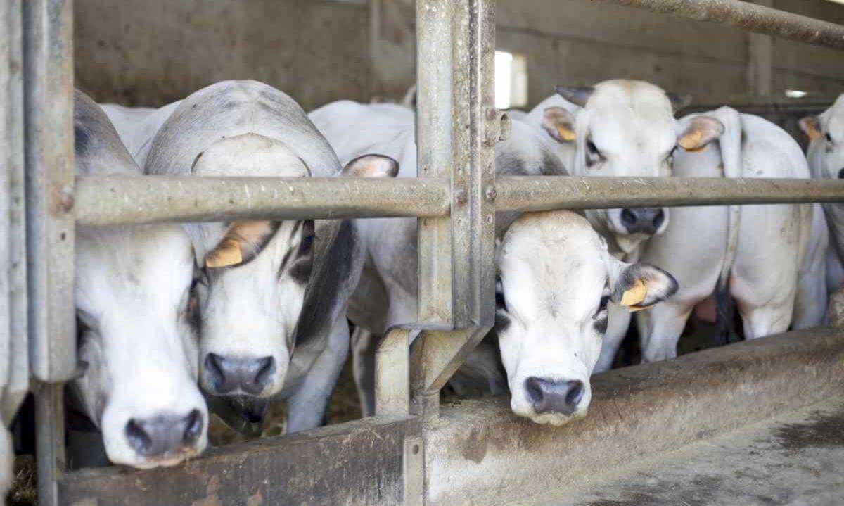 Sad cows in small enclosure