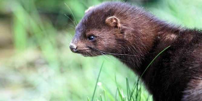 PETA Is Taking Calls for a Fur Ban to the Farfetch Boardroom