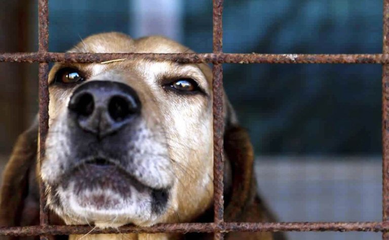 Sad-looking dog in shelter