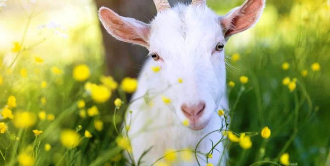 White goat among yellow flowers