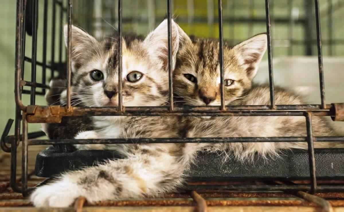 Two kittens in cage in shelter