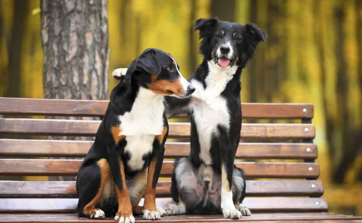 Dog on park bench with arm around dog friend