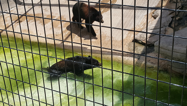 Spring River Zoo’s Empty Promises Leave Animals to Suffer, but You Can Help!