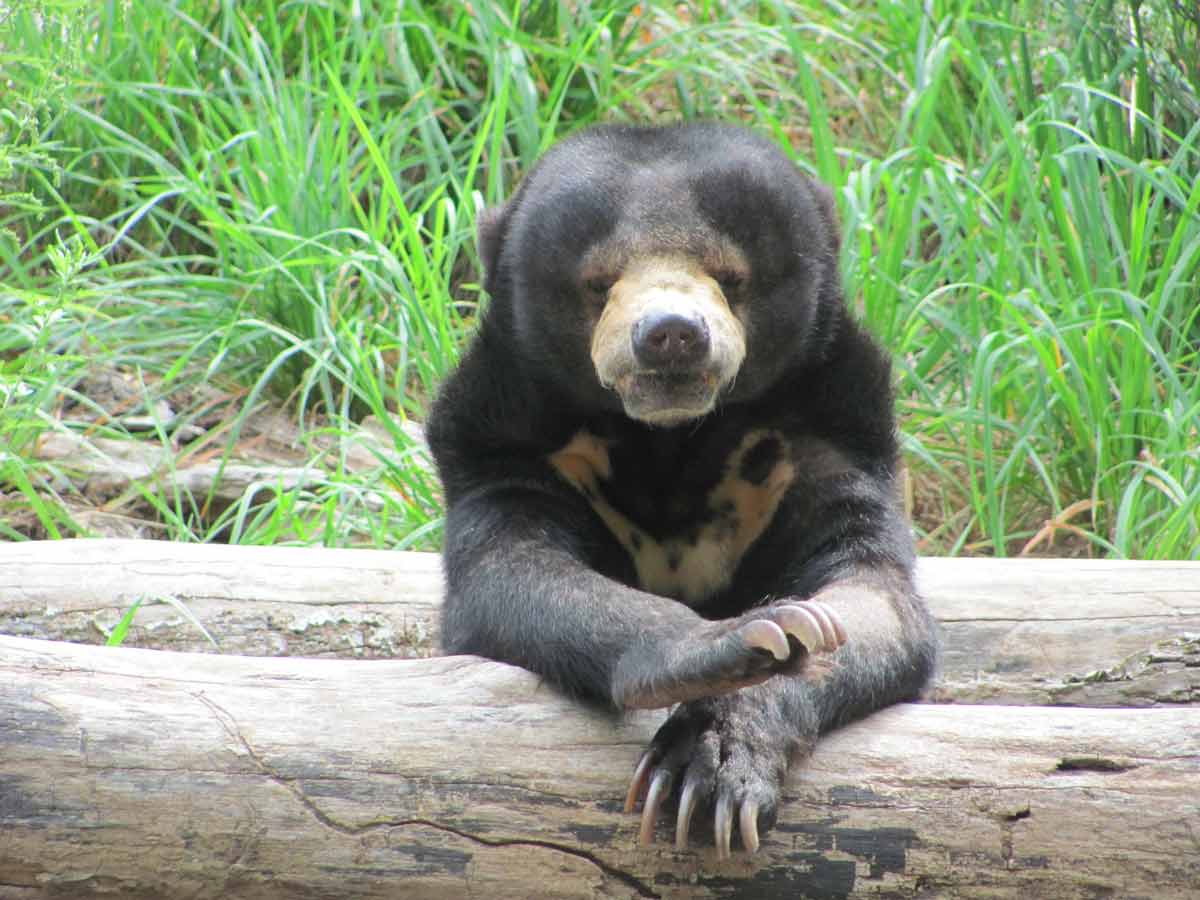 VIDEO: Starved Sun Bears in Indonesian Zoo Beg Tourists for Scraps | | PETA