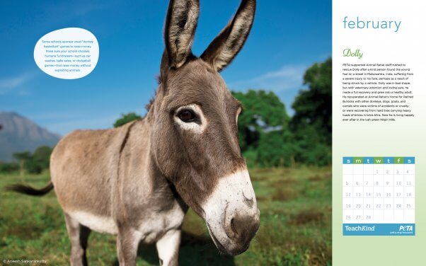 Donkeys - Calendriers 2020