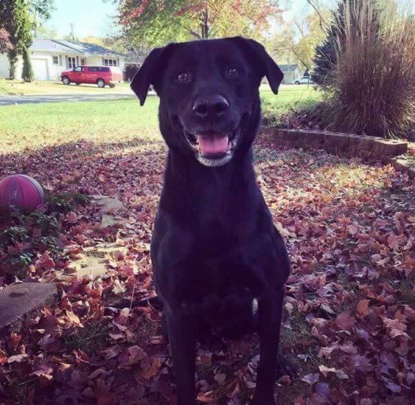 Happy black dog sitting in yard