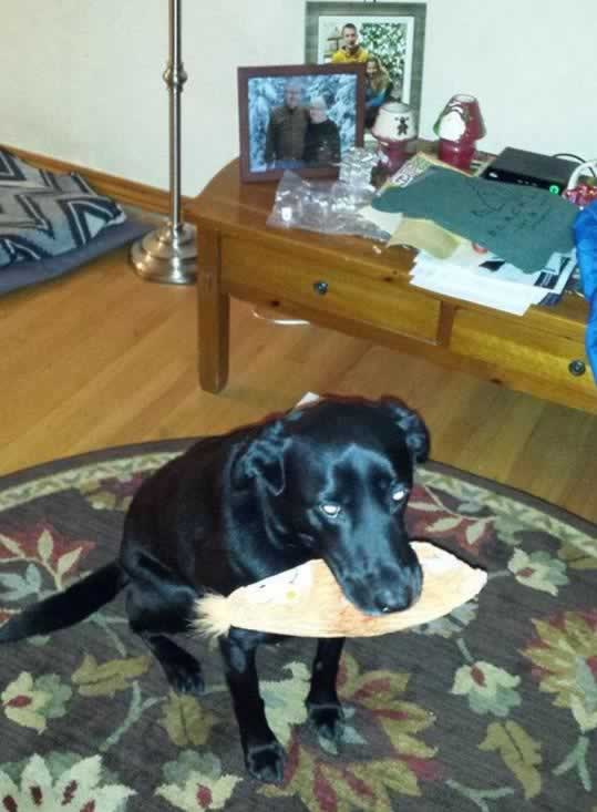 Mac in living room holding orange toy