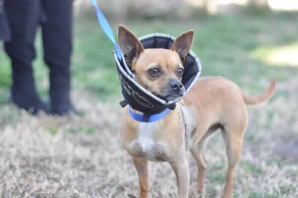 Cute dog wearing Elizabethan collar