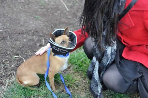 Woman petting dog with Elizabethan collar
