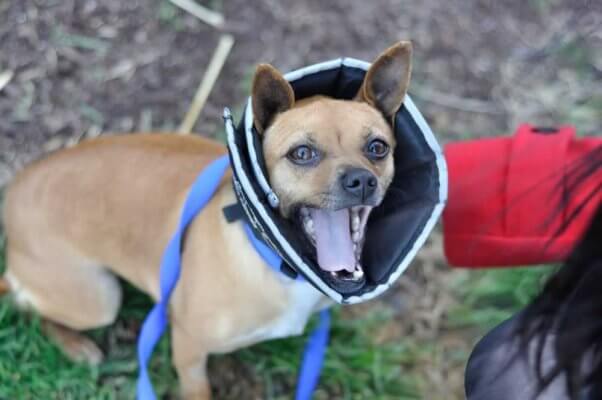 Cute dog wearing Elizabethan collar
