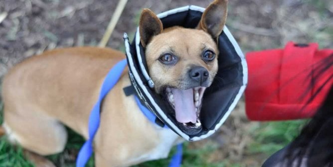 Cute dog wearing Elizabethan collar