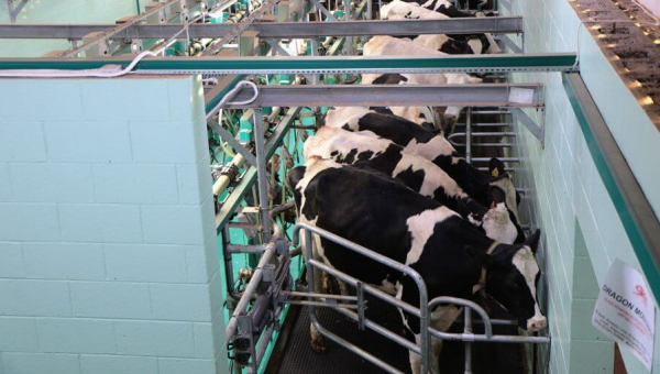 Cows Are Dying for Milk and Cheese—Take Action to Help Stop Cruelty