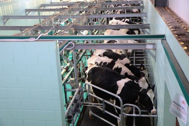 Dairy Farm, Cows being milked by machines