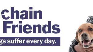 Eve: Unchain Your Friends