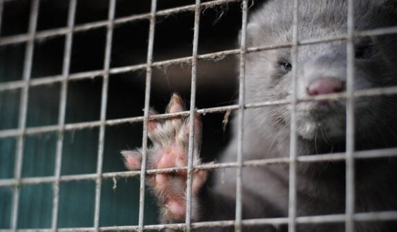 mink in cage
