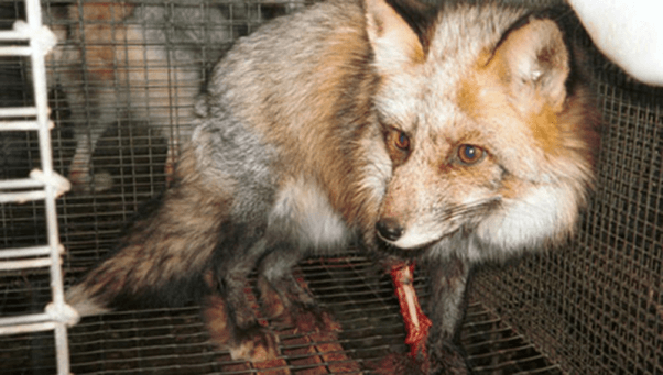 fox with injured leg in cage