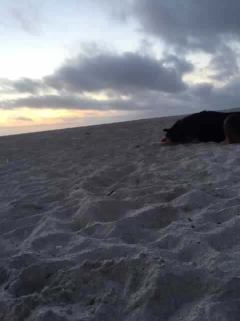 Rescued German Shepherd mix Hannah at the beach