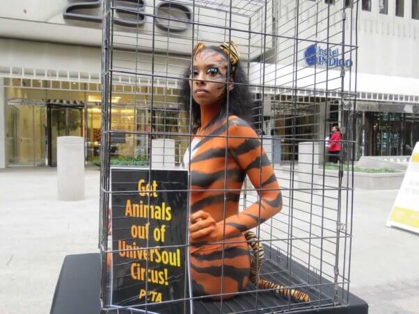 Close-up of PETA supporter bodypainted to look like caged 'tiger'