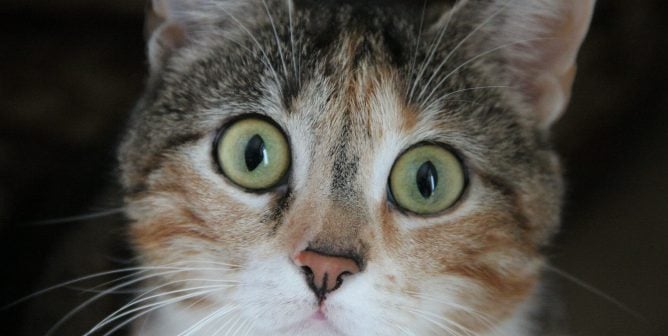 Green-eyed Cat looking into camera