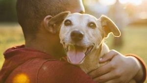 13 Things You Can Do to Find Your Lost Dog or Cat