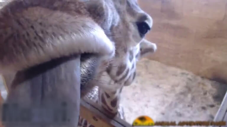 the birth of a baby giraffe at Animal Adventure park was streamed live on YouTube