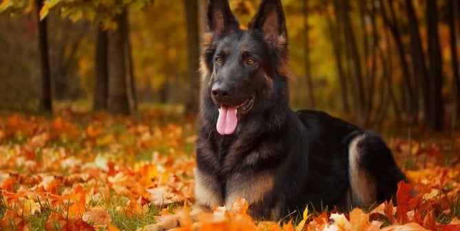 German shepherd in autumn leaves