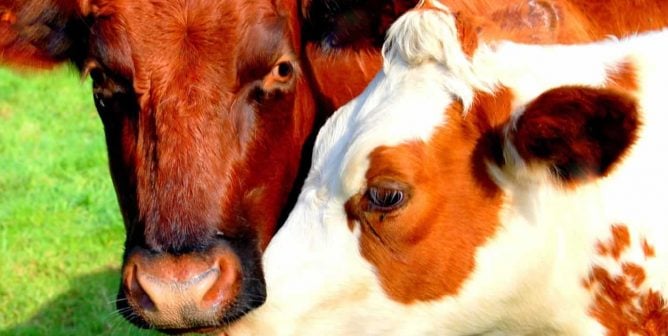 Cheese Is Killing People—and Other Reasons Not to Eat It