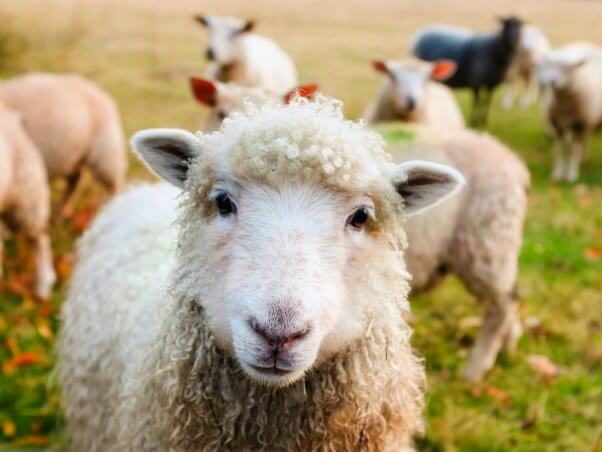 Sheep gather and look at camera in field